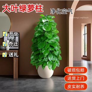 大叶绿萝柱大盆栽客厅大型绿植室内绿箩净化空气新房装 修送礼植物