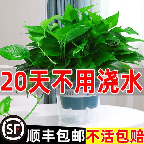 自动补肥吸水绿萝，20天不用浇水