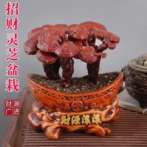 活灵芝盆栽植物摆件真灵芝树可食用办公桌面林芝礼品中式招财盆景