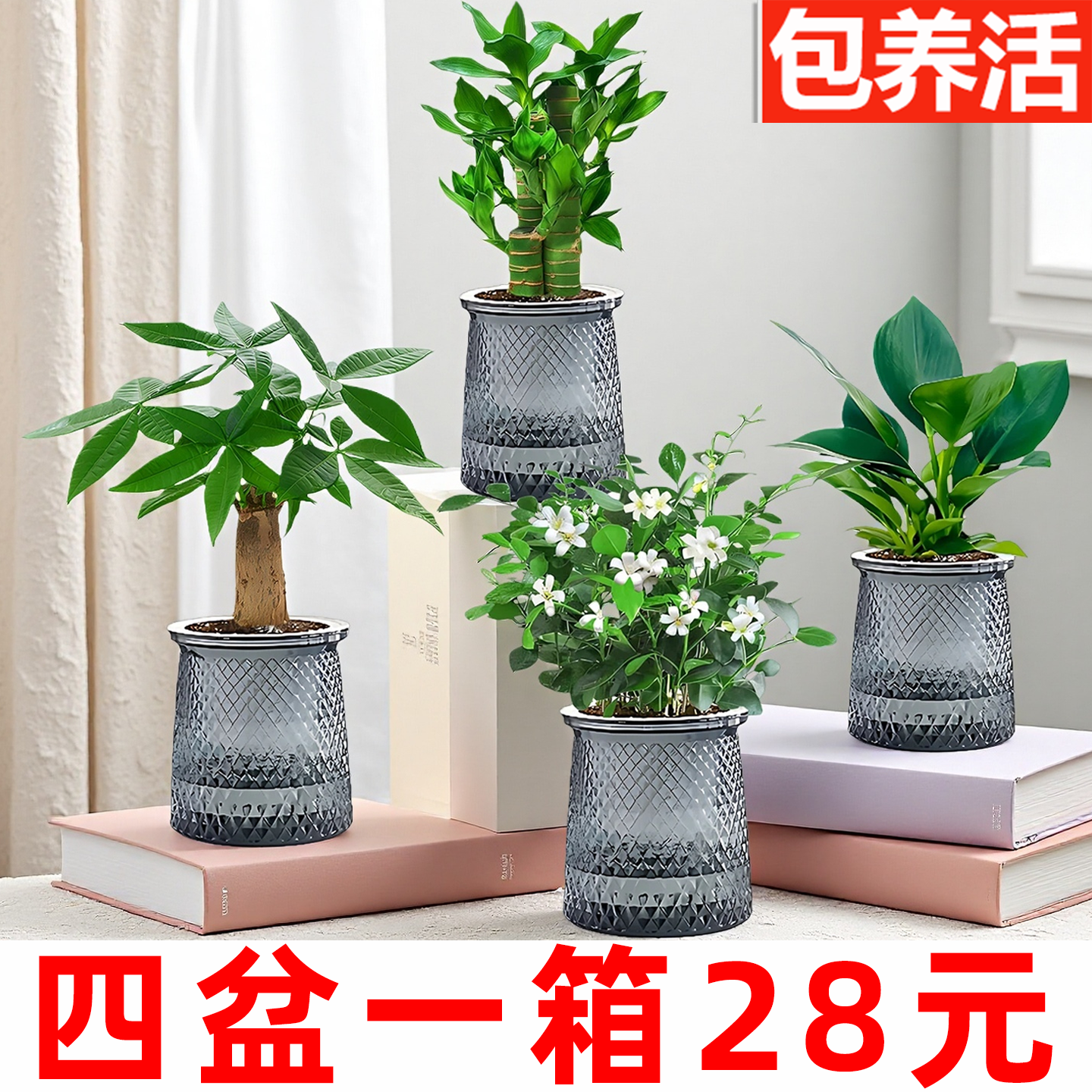 【四盆28元】办公室绿植桌面小盆栽植物室内花卉发财树九里香金钻