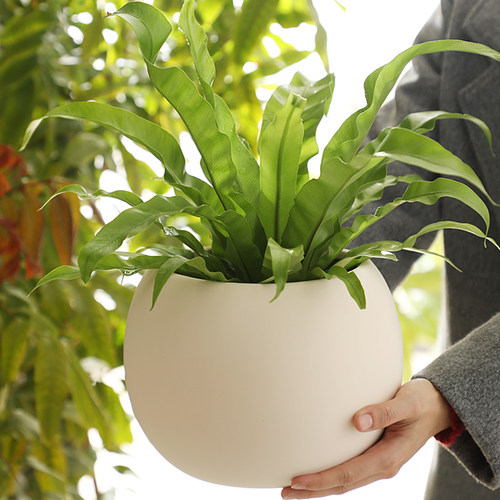 黑色米白色圆球形陶土花盆客厅庭院花园蝴蝶兰蕨类绿植素烧陶瓷盆