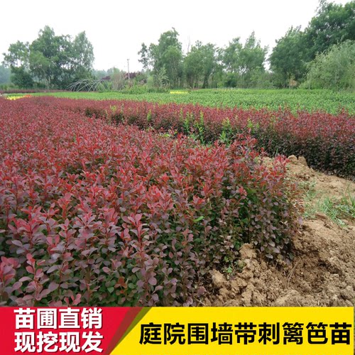 红叶小檗苗绿篱花色块有带刺彩色工程绿化紫叶小檗红叶小波小苗