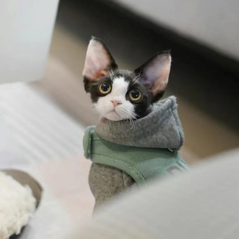 德文卷毛猫幼猫纯种宠物猫活体虎斑开脸高智商不掉毛猫咪幼崽猫舍