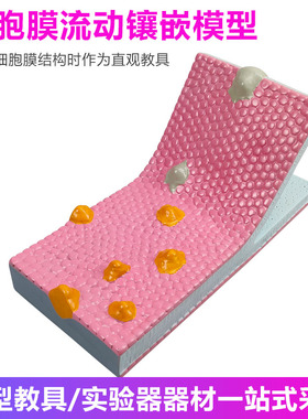 细胞膜流动镶嵌模型33304细胞膜流动镶嵌模型组件生物模型系列显微镜下细胞的结构放大模型