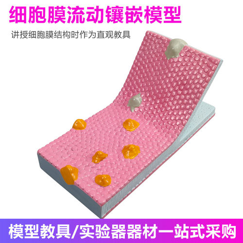 细胞膜流动镶嵌模型33304细胞膜流动镶嵌模型组件生物模型系列显微镜下细胞的结构放大模型