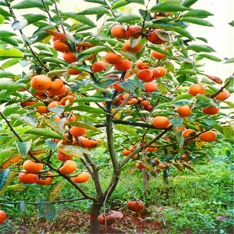 柿子树苗嫁接日本甜脆柿盆地栽南北方种植特大无核黑苹果当年结果