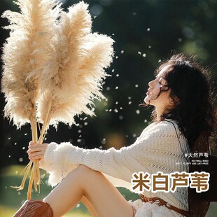 芦苇干花花束客厅摆设真花风干天然大蒲苇装饰落地摆件永生花造景