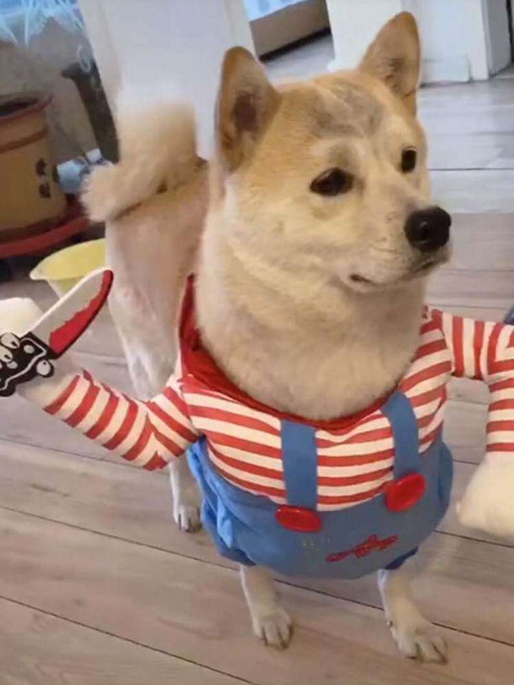 服装搞笑透气小奶猫杀气柴犬小丑砍刀春秋小狗狗杀手拿刀举刀衣
