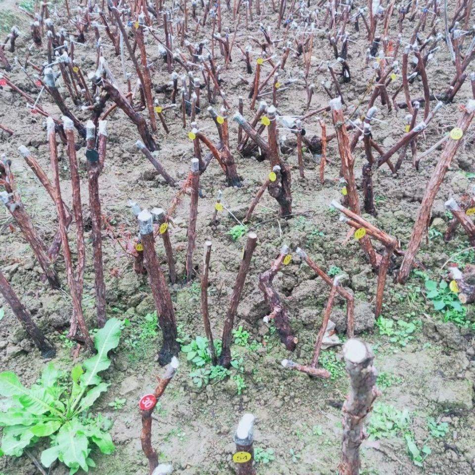 山木香老桩山木香砧木嫁接月季玫瑰蔷薇绿植盆景园艺庭院