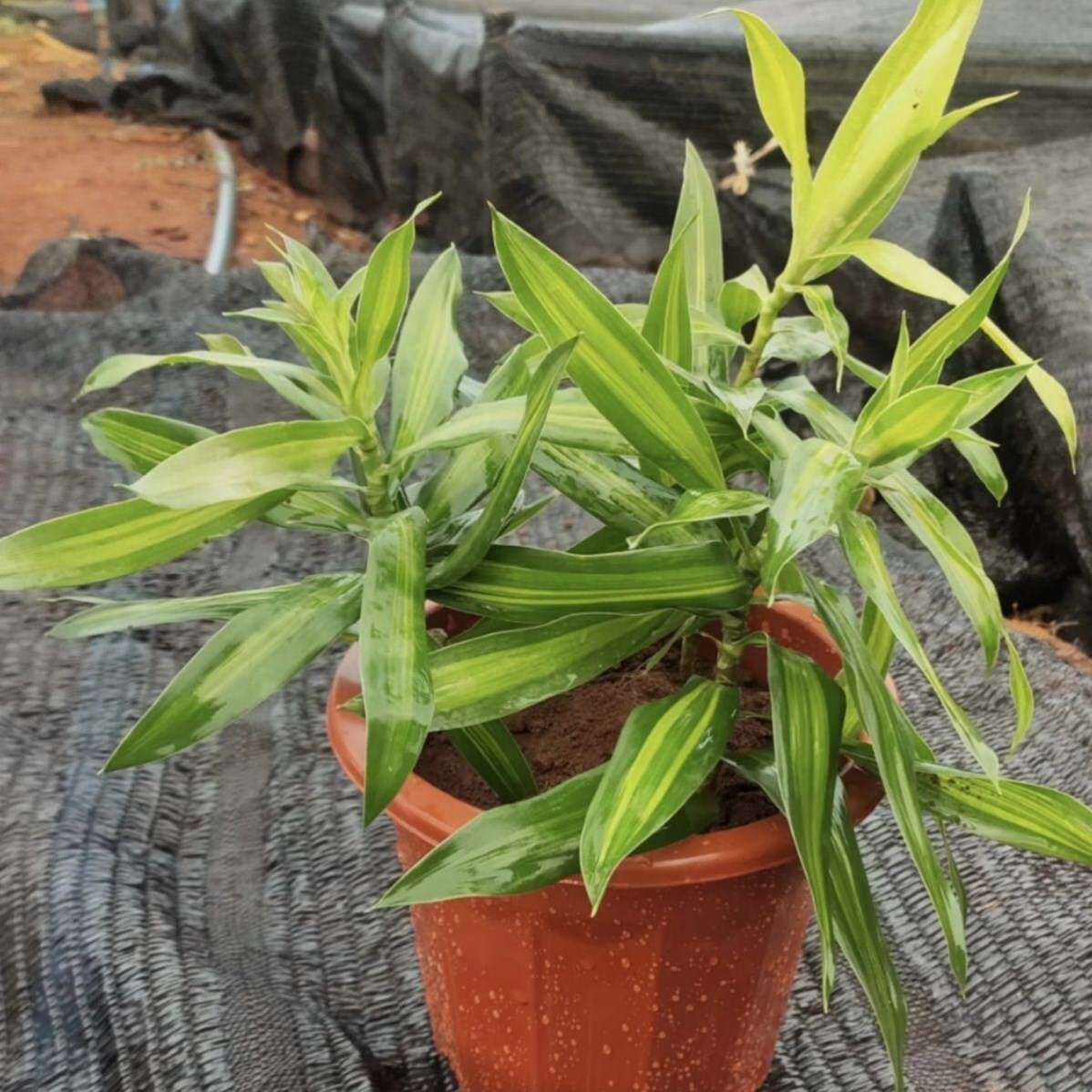 百合竹真绿植厕所除臭绿植一年四季开花卉爬墙虎庭院茉莉室内驱蚊