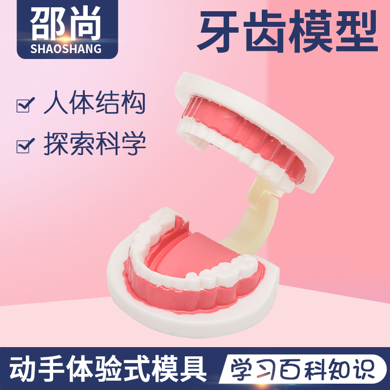 探索幼儿早教人体器官牙齿科学区