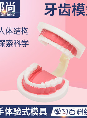 探索幼儿早教人体器官牙齿科学区