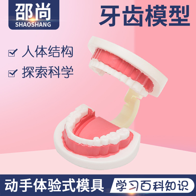 探索幼儿早教人体器官牙齿科学区