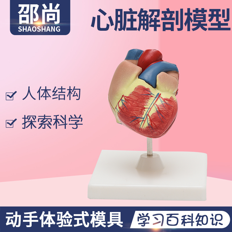 人体器官认识教具心脏科学发现室