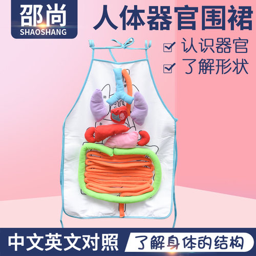 人体消化系统器官内脏科学发现室