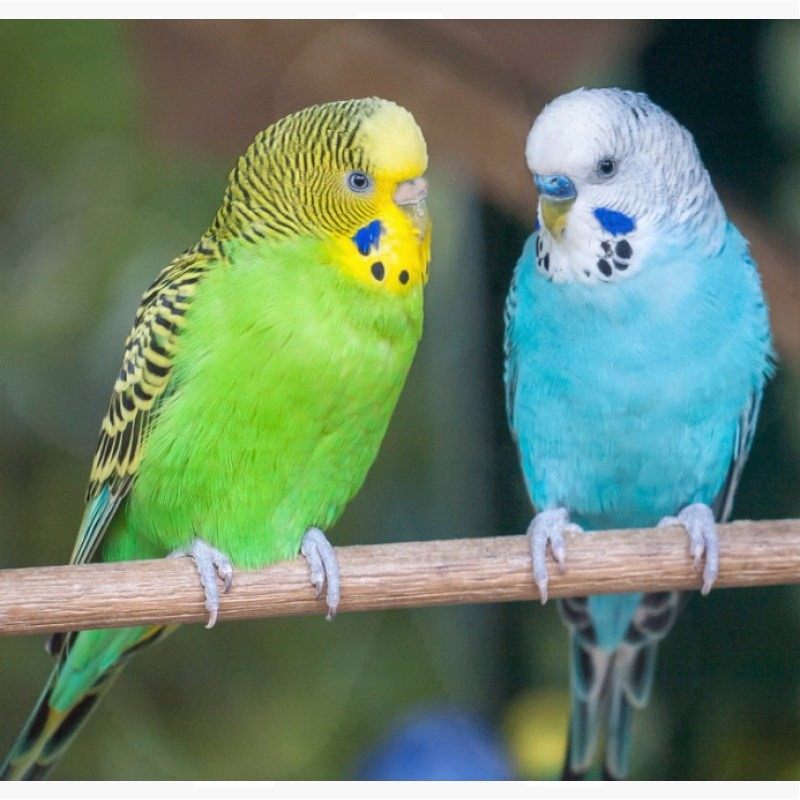 包教说话虎皮鹦鹉活鸟幼鸟送鸟笼活体鸟类活宠物鸟手养鹦鹉小鸟|ruв категории животное/Животное питание и принадлежностей, птиц и принадлежностей, птица - от Buy2taobao.com для оказания профессиональной услуги покупки агента Taobao