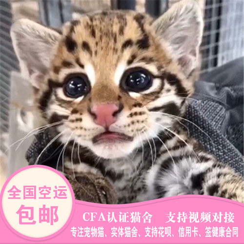 孟加拉豹猫雪豹价格 孟加拉豹猫雪豹图片 星期三