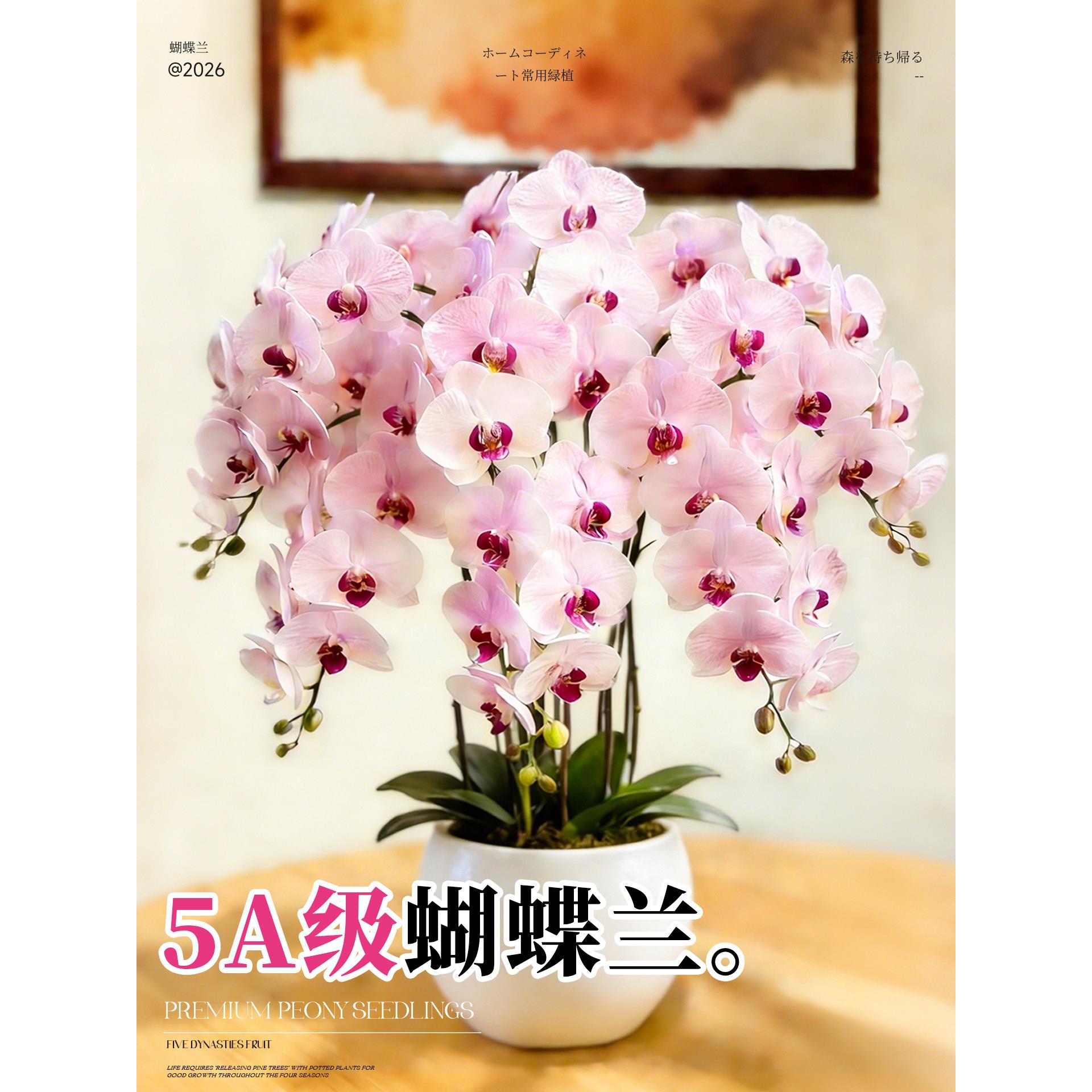 蝴蝶兰带花盆栽特大号多色年宵花卉苗四季好养室内客厅阳台绿植物