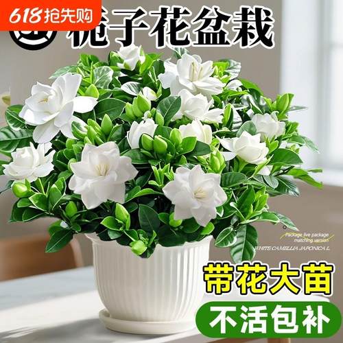 大盆栀子花盆栽四季开花树苗带花苞浓香型大叶独杆枝花水培绿植物