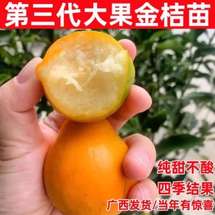正宗嫁接广西第三代金桔树树苗脆皮金桔子树苗果苗盆地栽带土带叶