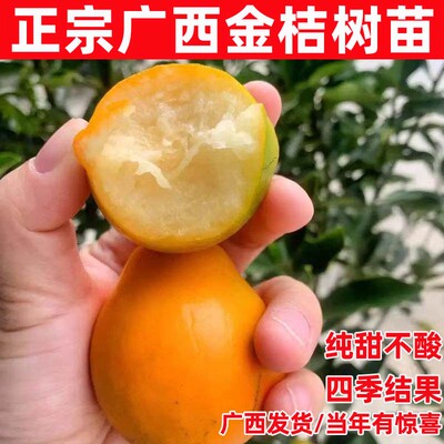 正宗广西脆皮金桔树苗