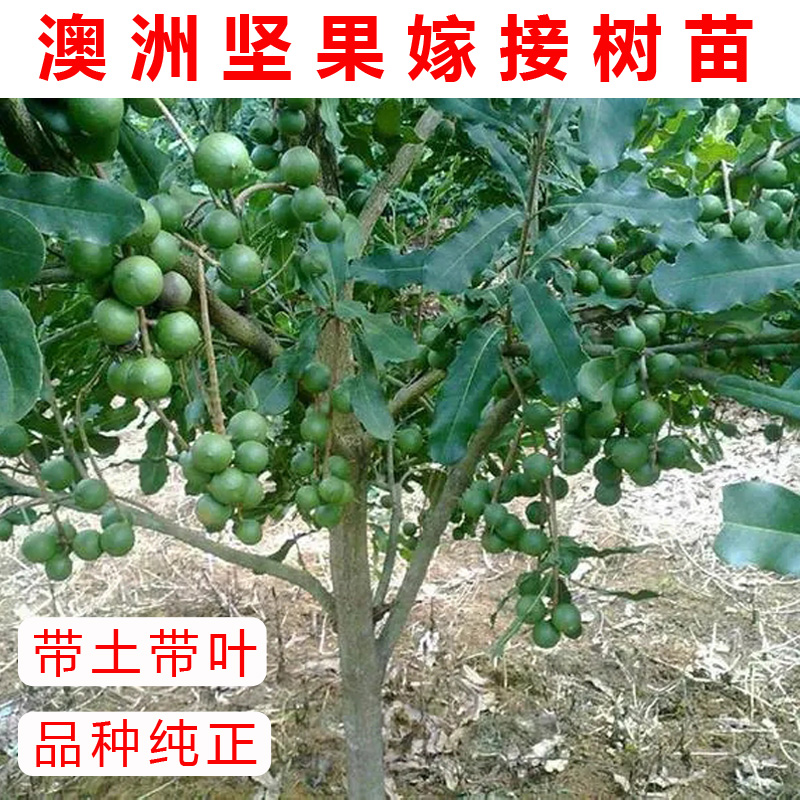 正宗澳洲坚果苗夏威夷果苗树苗嫁接桂热一号四季种植带土带叶发货