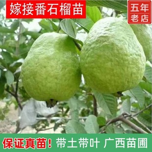 珍珠番石榴树果苗红心帝王芭乐树苗四季结果嫁接果树果苗带土带叶