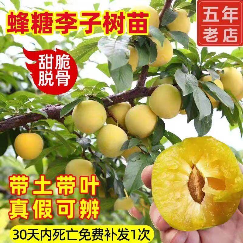 正宗蜂蜜蜂糖李子树苗脱骨早熟三月李果苗嫁接三华李子树苗带土