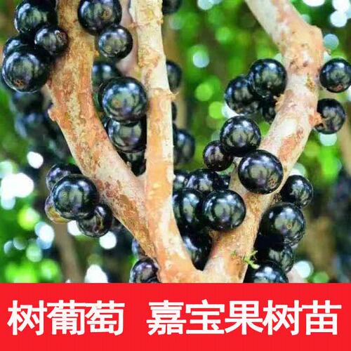 正宗嘉宝果沙巴四季大苗树葡萄苗