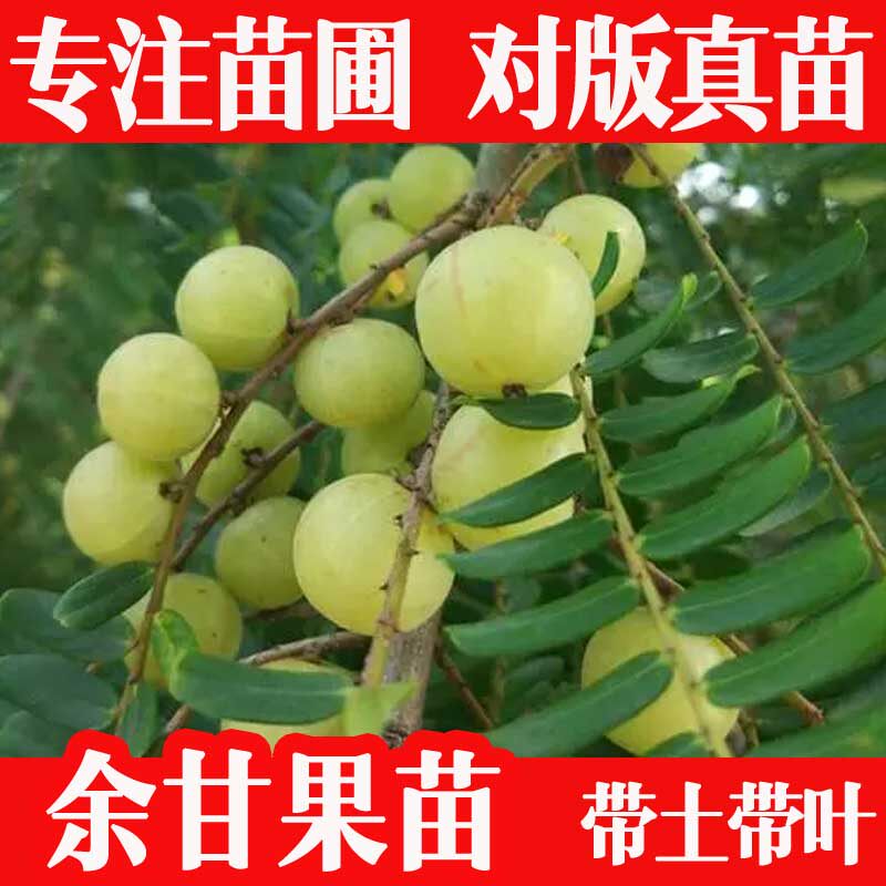 余甘果苗大果油甘果苗甜油甘子嫁接牛甘子果树苗地栽盆栽四季带土