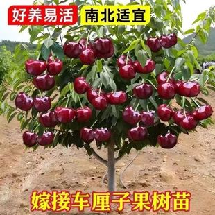 嫁接车厘子果树苗南北方种植盆地栽庭院矮化果树特大樱桃树苗带土