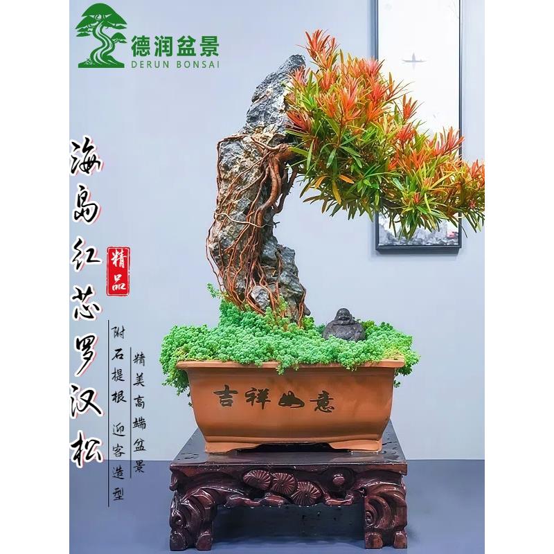 高端罗汉松盆景老桩名贵精品盆栽室内别墅客厅办公桌高级造景绿植