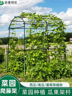 拱形葡萄架拱形爬升藤架户外百香果黄瓜丝瓜藤架植物爬升瓜棚支架