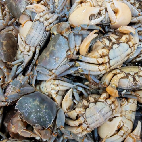 老张泥螺店盐腌咸蟹500克/瓶（腌制食品，冷冻保存）