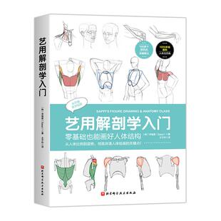 艺用解剖学入门