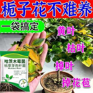 【急救栀子花】防栀子花黄叶黑斑落叶掉叶子掉花苞栀子专用杀菌剂