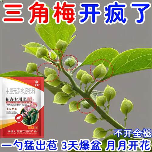 三角梅专用开花肥促芽剂催光杆发芽治黄叶落叶枯萎壮根助生长氮肥