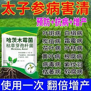 太子参防病药病全治太子参病毒病快速杀菌剂花叶缩叶死苗烂根叶斑