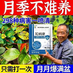 月季花病害专用月季枯枝病白粉病新芽干枯萎蔫黄叶不生长抗病杀菌