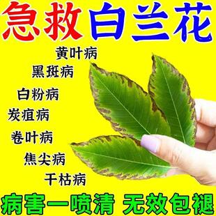 白玉兰病害专用花卉枯枝病白粉病新芽干枯萎焉黄叶不生长抗病杀菌