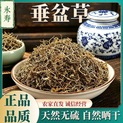 新货垂盆草晒干中药材锤盆草野生石头菜干货中草药无硫天然