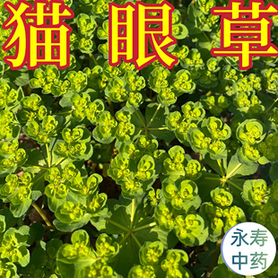 猫眼草干货 中药材小叶野生整颗带根 五朵云马虎眼草泽漆胭脂草