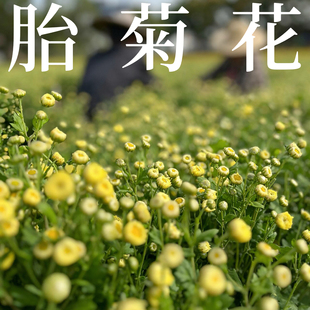 菊花胎菊小菊花特级杭菊中药材 花茶泡水养生花茶 菊花干泡茶无硫