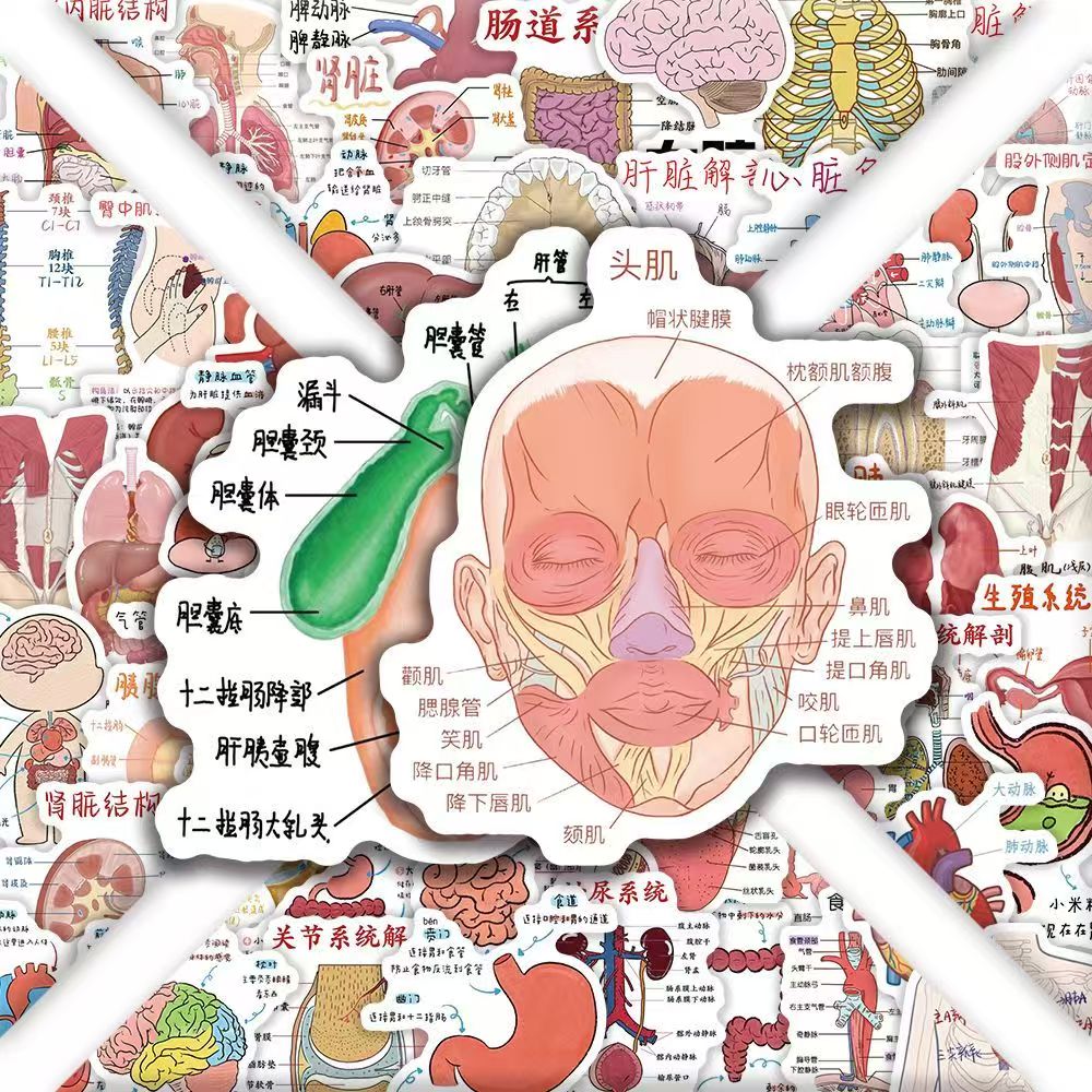 120张医学笔记人体解剖学贴纸