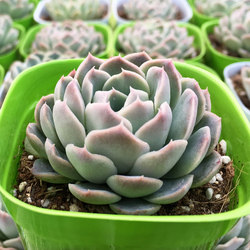 多肉植物 雅典娜 群生 单头  雅典娜缀化 吗9.9元起包邮