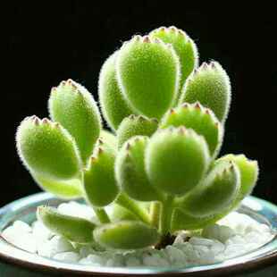 多肉植物熊童子绿熊 白熊超可爱室内趣味绿植防辐射净化空气 黄熊