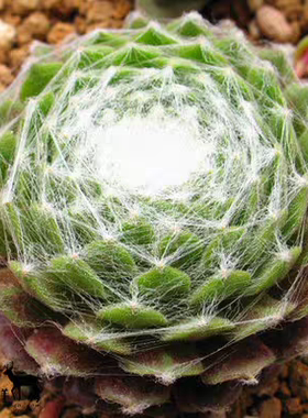 多肉植物 盆栽花卉蛛丝卷绢 紫牡丹  观音莲 新奇植物 办公室绿植