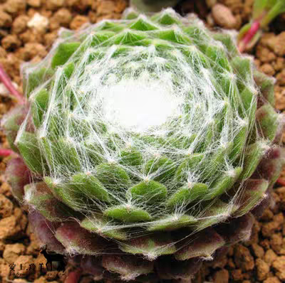 多肉植物 盆栽花卉蛛丝卷绢 紫牡丹  观音莲 新奇植物 办公室绿植