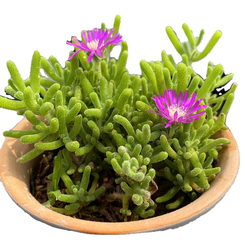 多肉植物番杏枝干 荧光兔枝干玉米枝干番杏 好养 易养 开花多肉