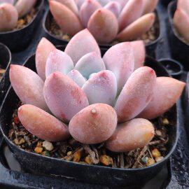 多肉植物奥普琳娜室内趣味小绿植